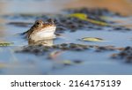 Common Brown Frog Guarding Its...