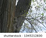 Closeup Detail Of The Trunk Of...