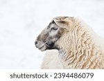 Domestic sheep close-up portrait on the winter pasture covered by snow. Livestock on small farm in Czech republic countryside. Negative space for placement of text.