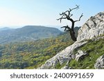 Dead solitaire oak on limestone rock