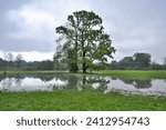 Solitaire tree on flooded meadow