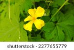 Small photo of fresh and beautiful peria flower with unique petals and yellow color.vegetables.