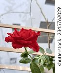 Small photo of Deeper red roses that fall more into the burgundy color family connote commitment and devotion, while roses with a merlot-like red tint represent beauty.
