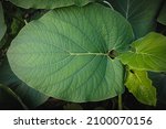 Small photo of Overtop close up view of a tropical plant with beautiful shades of green for text space nature concept
