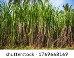 Small photo of Sugarcane or sugar cane refer to several species and hybrids of tall perennial grasses in the genus Saccharum, tribe Andropogoneae, that are used for sugar production.