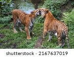 Small photo of Panthera tigris tigris - Bengal Tigers can be described as solitary but social animals. They usually live alone but they may gather together depending on various circumstances