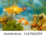 Goldfish In Freshwater Aquarium ...