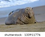 Scarred Adult Elephant Seal On...