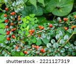 Red Cotoneaster Bush Branches...