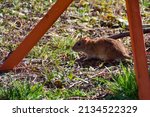 Small photo of A brown wild brown rat ( Rattus norvegicus ) in broad daylight in the green grass in the garden