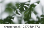 Small photo of Monstera leaves behind Frosted glass