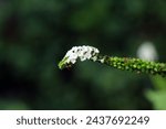 Small photo of Heliotropium indicum, commonly known as Indian heliotrope, Indian turnsole is an annual, hirsute plant that is a common weed in waste places and settled areas.