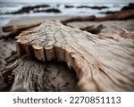 Macro shot of driftwood on the...