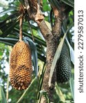 Small photo of Cangkuang Fruit (Pandanus Furcatus) in Cangkuang Temple complex, Garut, West Java, Indonesia. Common Names in English: Ceylon Screwpine, Furcate Screwpine, Himalayan Screw Pine, Pandanus.