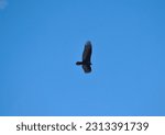 Turkey Vulture Flying Soaring...