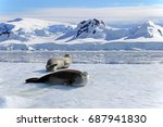 Crabeater Seals On Ice Floe ...