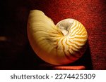Large Shell On Display At The...
