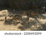 Small photo of Darica , Kocaeli,11 September 2022, Various animals in Faruk Yalcin Zoo and Botanical Park