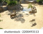 Small photo of Darica , Kocaeli,11 September 2022, Various animals in Faruk Yalcin Zoo and Botanical Park