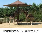 Small photo of Darica , Kocaeli,11 September 2022, Various animals in Faruk Yalcin Zoo and Botanical Park