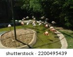 Small photo of Darica , Kocaeli,11 September 2022, Various animals in Faruk Yalcin Zoo and Botanical Park