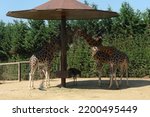 Small photo of Darica , Kocaeli,11 September 2022, Various animals in Faruk Yalcin Zoo and Botanical Park