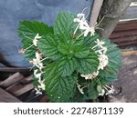 Small photo of The vile shard plant is one of the herbal plants that has many benefits, namely urinary stones, treating hemorrhoids, snake bites, treating fever and many more. natural concept