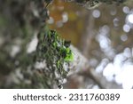 A Plant Attached To A Tree With ...