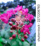 Small photo of Crape myrtles are chiefly known for their colorful and long-lasting flowers, which occur in summer. Most species of Lagerstroemia have sinewy, fluted stems and branches with a mottled appearance.