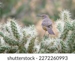 Curve billed Thrasher on prickly cactus in dsert