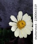 Small photo of White steely zinnia, flower, garden