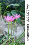 Small photo of Zephyranthes minuta flower. Zephyranthes minuta is a tropical wildflower named Rain Lilies because of its propensity to blossom following a significant downpour in Bangladesh