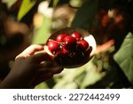 Small photo of Succulent Cherry under sunshine is so tasty and fresh. The ripe and the red giving terrific and gloat feeling to every one. Everyone should try it once. Or putting it on to your desktop wallpaper. YYY