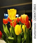 Small photo of flowers star gazers colorful grass tulips