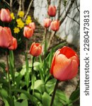 Small photo of flowers star gazers colorful grass tulips