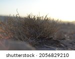 Desert sunset landscape with dry plants in stone dunes under sunny sky. a dry thorny plant in desert with big stones background. Rocky landscape desert hill formations of the Negev Desert in Israel.