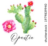 Opuntia. Prickly Pear. Hand...