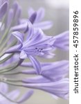 Artistic Fine Art African Lily...