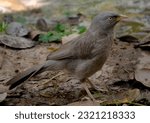 Small photo of The jungle babbler is a member of the family Leiothrichidae found in the Indian subcontinent. Jungle babblers are gregarious birds that forage in small groups of six to ten birds