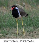 Small photo of The red-wattled lapwing is an Asian lapwing or large plover, a wader in the family Charadriidae. Like other lapwings they are ground birds that are incapable of perching