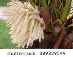 Sago Palm Tree Blooming 