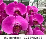 Beautiful Orchid Garden...