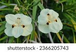 Small photo of Fortnight Lily. Common names include Dietes, Wood Iris, Fortnight Lily, Butterfly Iris, African Iris and Japanese Iris.