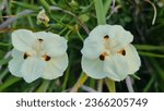 Small photo of Fortnight Lily. Common names include Dietes, Wood Iris, Fortnight Lily, Butterfly Iris, African Iris and Japanese Iris.