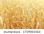 Rural scenery. Background of ripening ears of wheat field and sunlight. Crops field. Selective focus. Field landscape.