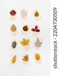 Autumn Herbarium  Set Leaves...