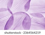 Small photo of Nature pattern of dry petals, transparent leaves with natural texture as natural background or wallpaper. Macro texture, skeleton flower petal. Monochrome lavender color aesthetic beauty of nature