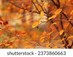 Aesthetic autumn nature...