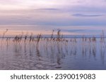 Aesthetic scenery at lake, plant reeds growth in water, setting sun colored sky background. Nature landscape summer lake with reflection from clouds and grass, sunset color gradient, rural cloudscape