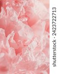 Small photo of Vivid peony flowers close up nature background, summer festive floral pattern, abstract nature delicate flowery backdrop, botany environment scenery, pastel pink-white blossoming flower, sunlight